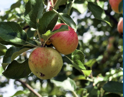 appel