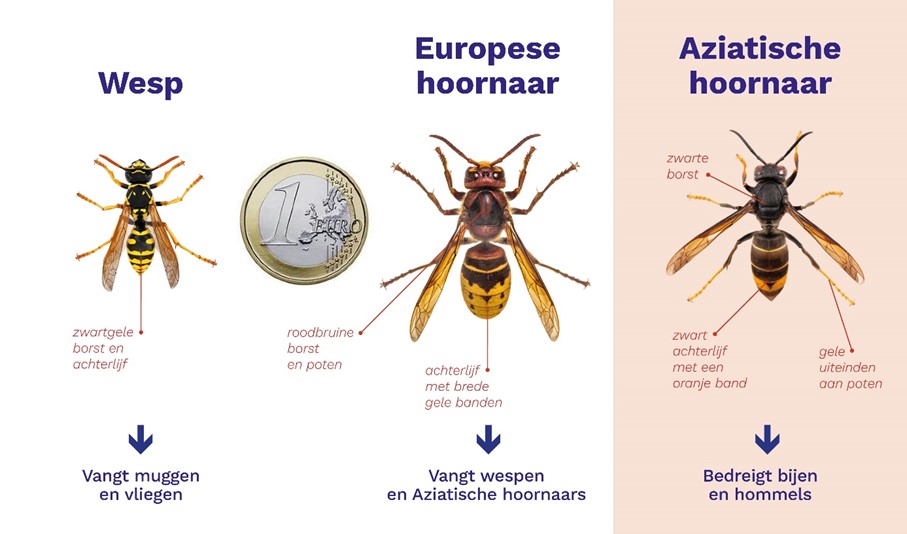 verschillende soorten hoornaar