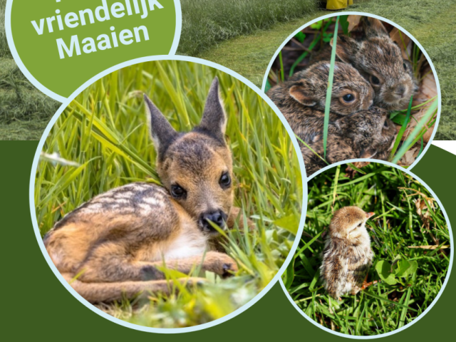 faunavriendelijk maaien