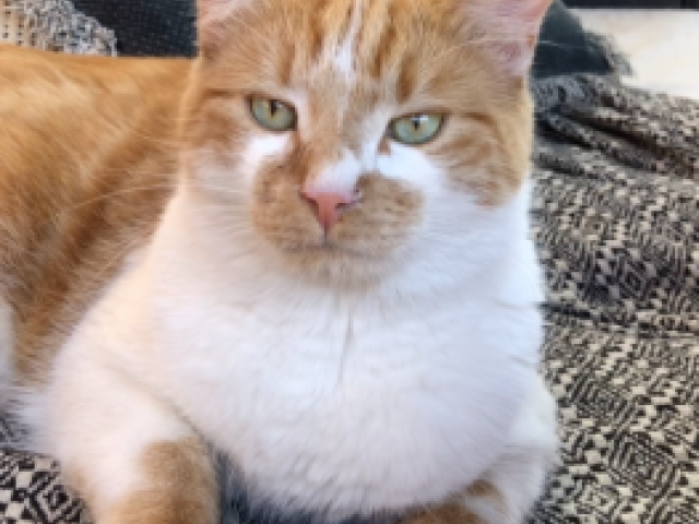 zwerfkatten