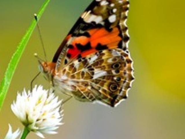 Vlinders