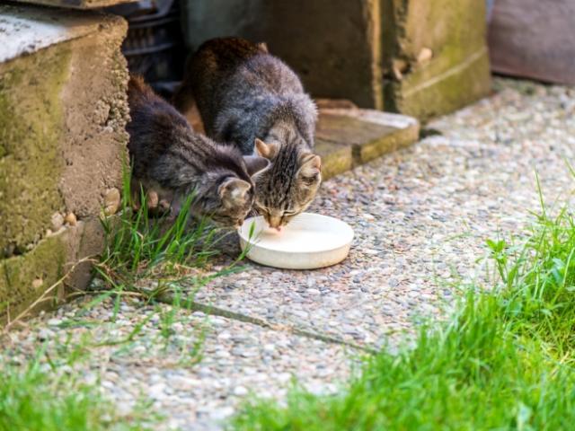 zwefkatten