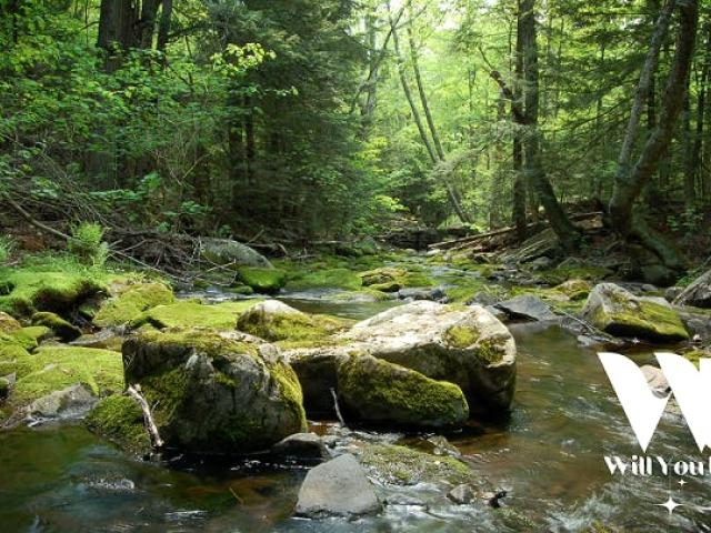Singles Wandeling in het Kluisbos © Will you date me